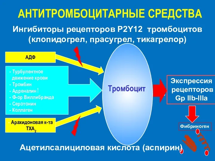 Тромбоцит - Турбулентное движение крови - Тромбин - Адреналин -