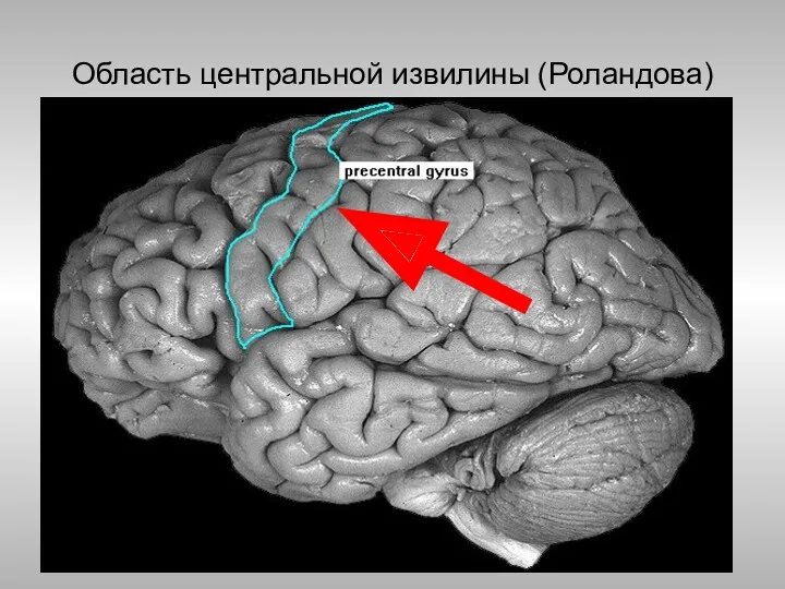 Область центральной извилины (Роландова)