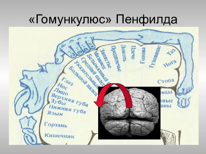 «Гомункулюс» Пенфилда