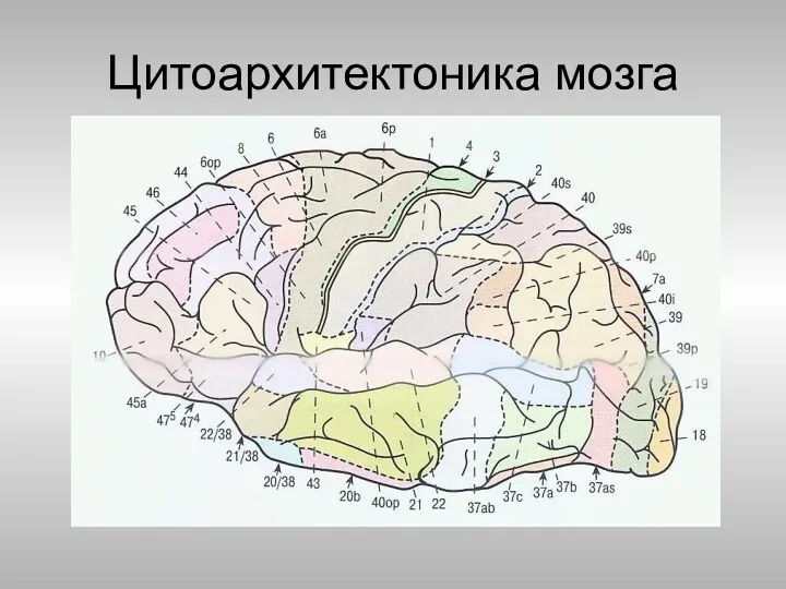 Цитоархитектоника мозга