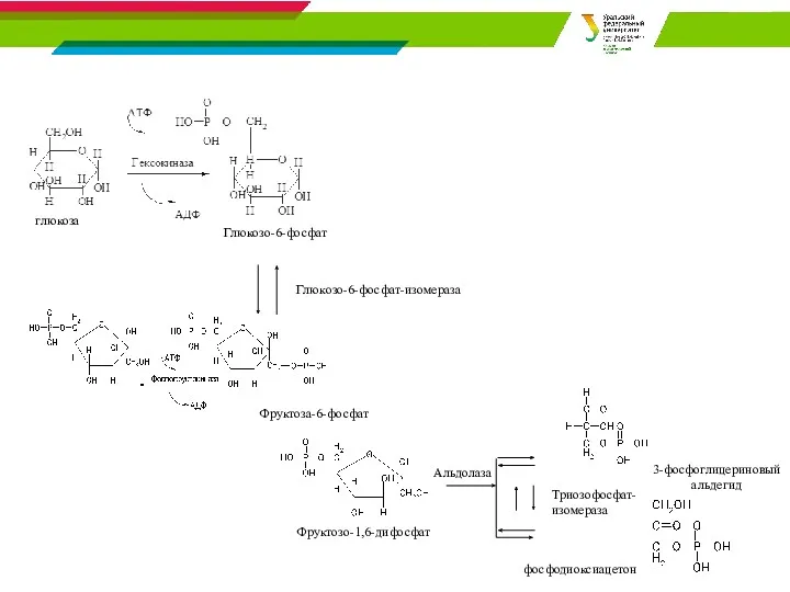 Фруктоза-6-фосфат Фруктозо-1,6-дифосфат Альдолаза Триозофосфат- изомераза 3-фосфоглицериновый альдегид Глюкозо-6-фосфат-изомераза глюкоза Глюкозо-6-фосфат фосфодиоксиацетон