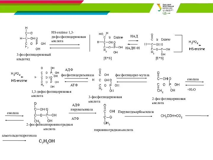 HS-enzime 1,3-дифосфоглицериновая кислота 3-фосфоглицериновый альдегид [E*S] [E*S] HАД НАДН+H 1,3-дифосфоглицериновая