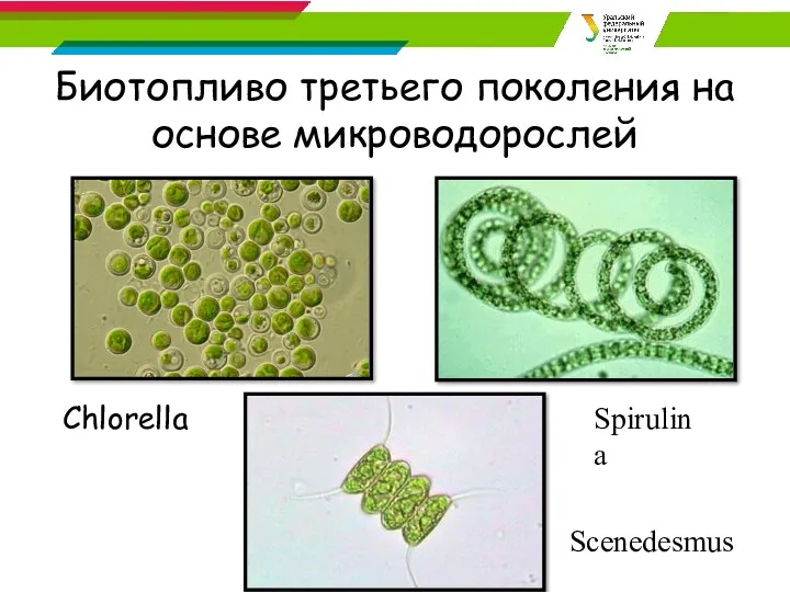 Биотопливо третьего поколения на основе микроводорослей Chlorella Scenedesmus Spirulina