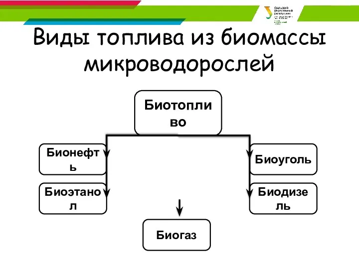 Виды топлива из биомассы микроводорослей