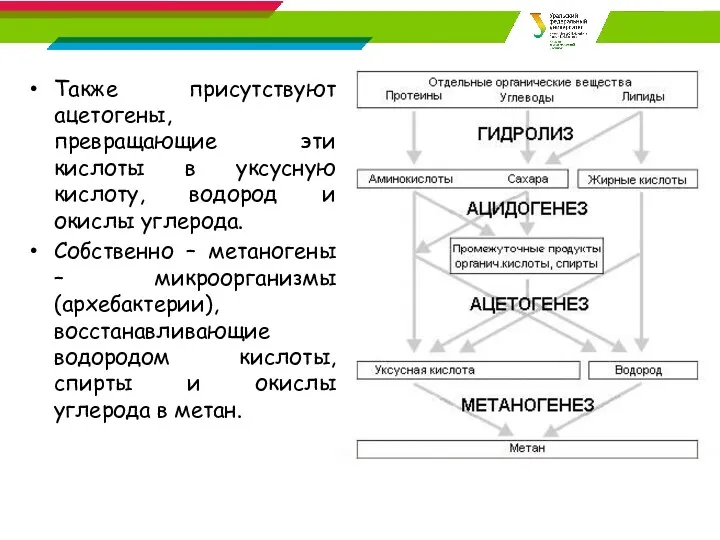 Также присутствуют ацетогены, превращающие эти кислоты в уксусную кислоту, водород