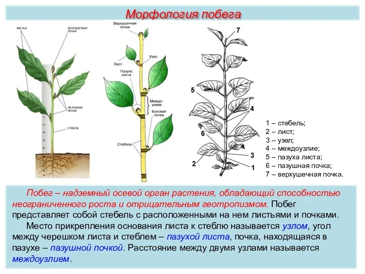 Побег – надземный осевой орган растения, обладающий способностью неограниченного роста