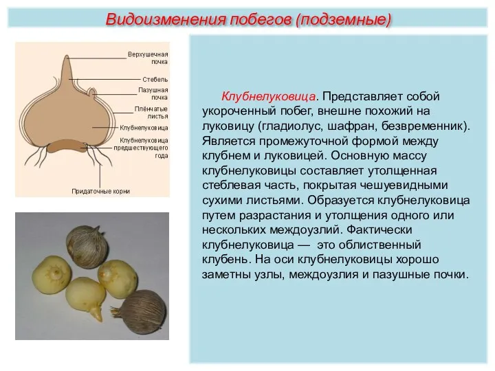 Клубнелуковица. Представляет собой укороченный побег, внешне похожий на луковицу (гладиолус,