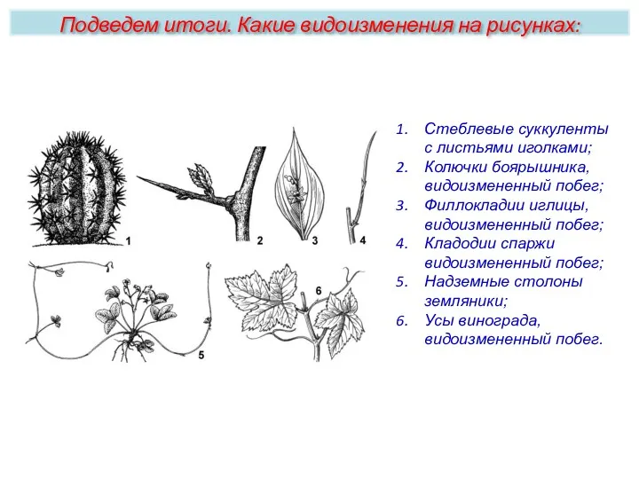 Стеблевые суккуленты с листьями иголками; Колючки боярышника, видоизмененный побег; Филлокладии