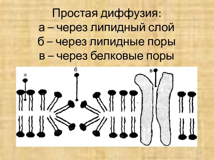 Простая диффузия: а – через липидный слой б – через