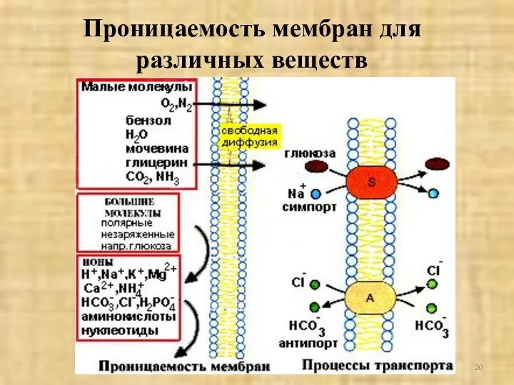 Проницаемость мембран для различных веществ