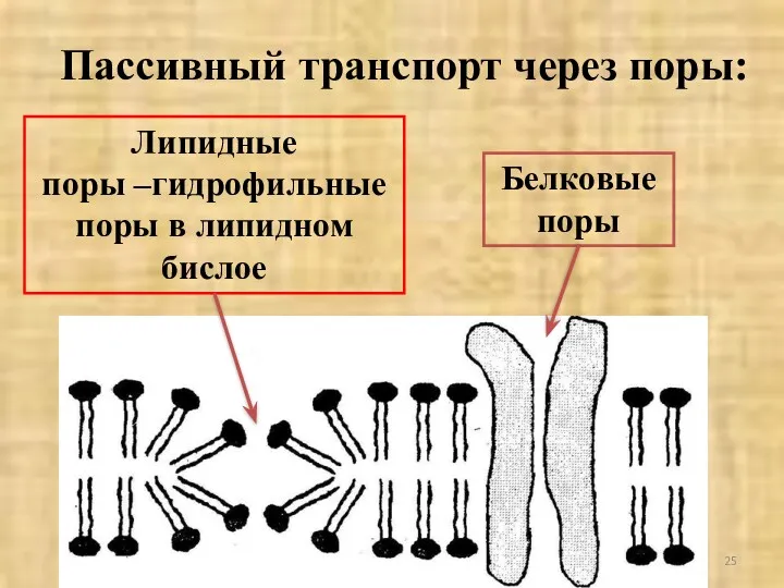 Пассивный транспорт через поры: Липидные поры –гидрофильные поры в липидном бислое Белковые поры