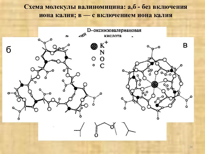 Схема молекулы валиномицина: а,б - без включения иона калия; в — с включением иона калия