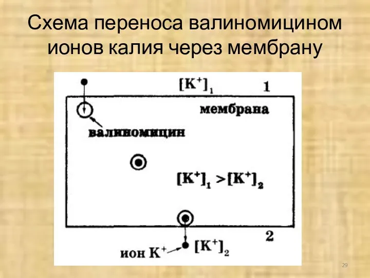 Схема переноса валиномицином ионов калия через мембрану