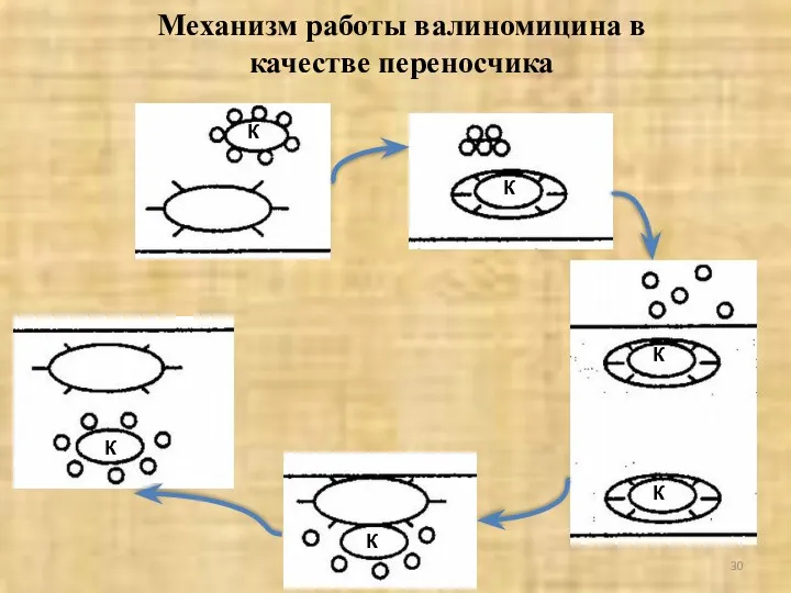Механизм работы валиномицина в качестве переносчика К К К К К К