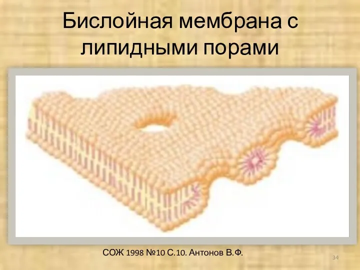 Бислойная мембрана с липидными порами СОЖ 1998 №10 С.10. Антонов В.Ф.