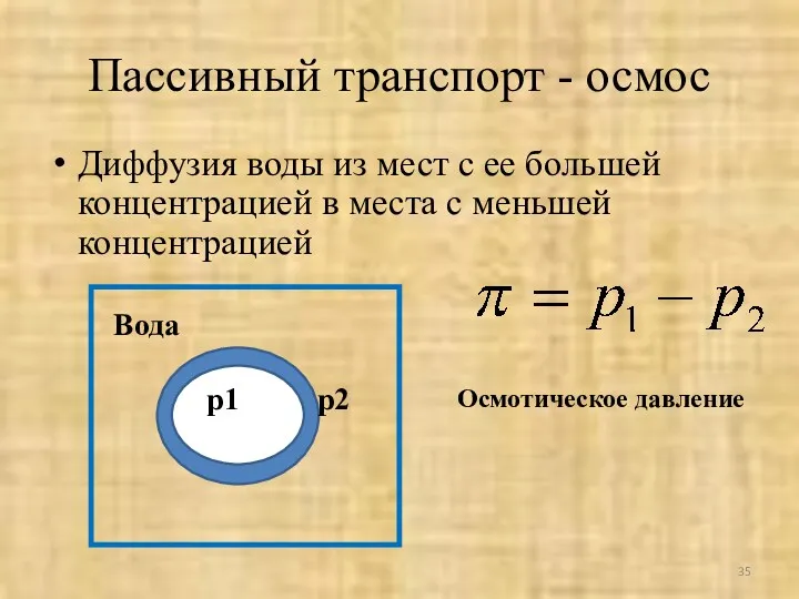 Пассивный транспорт - осмос Диффузия воды из мест с ее