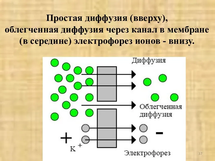 Простая диффузия (вверху), облегченная диффузия через канал в мембране (в середине) электрофорез ионов - внизу.