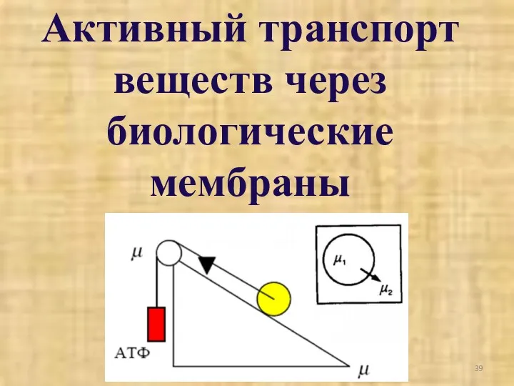 Активный транспорт веществ через биологические мембраны