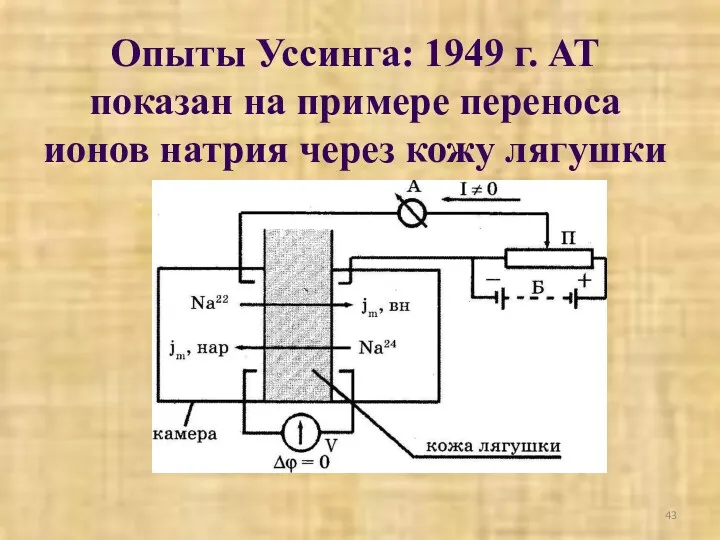 Опыты Уссинга: 1949 г. АТ показан на примере переноса ионов натрия через кожу лягушки