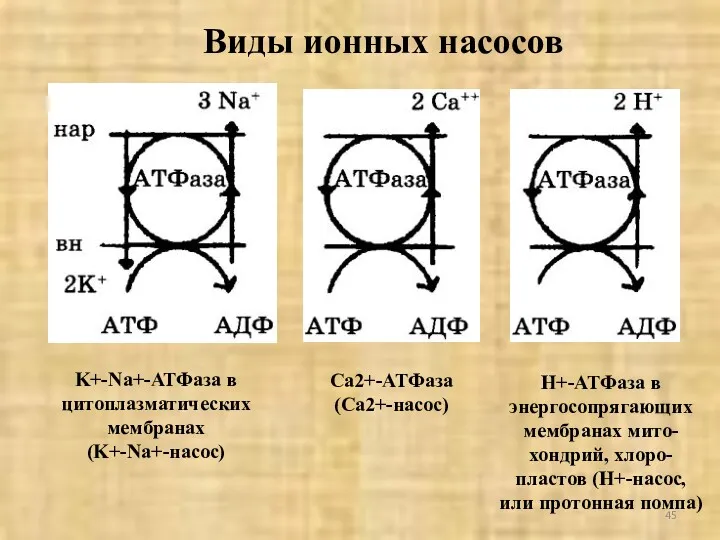 Виды ионных насосов K+-Na+-АТФаза в цитоплазматических мембранах (K+-Na+-нacoc) Са2+-АТФаза (Са2+-насос)