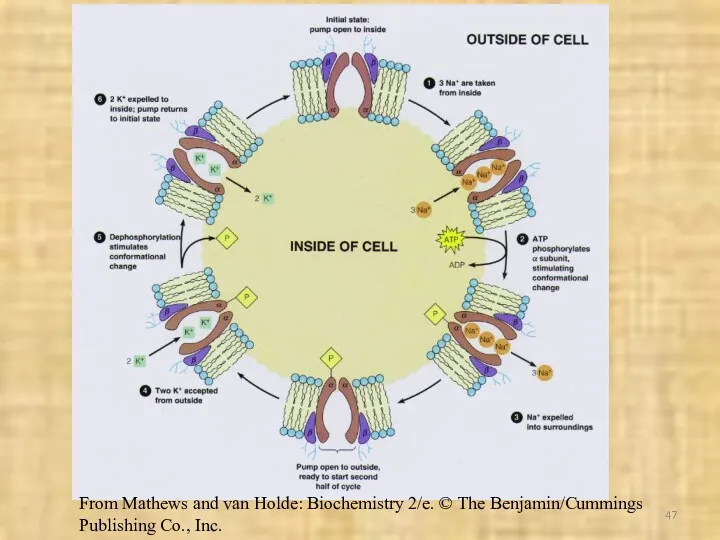From Mathews and van Holde: Biochemistry 2/e. © The Benjamin/Cummings Publishing Co., Inc.