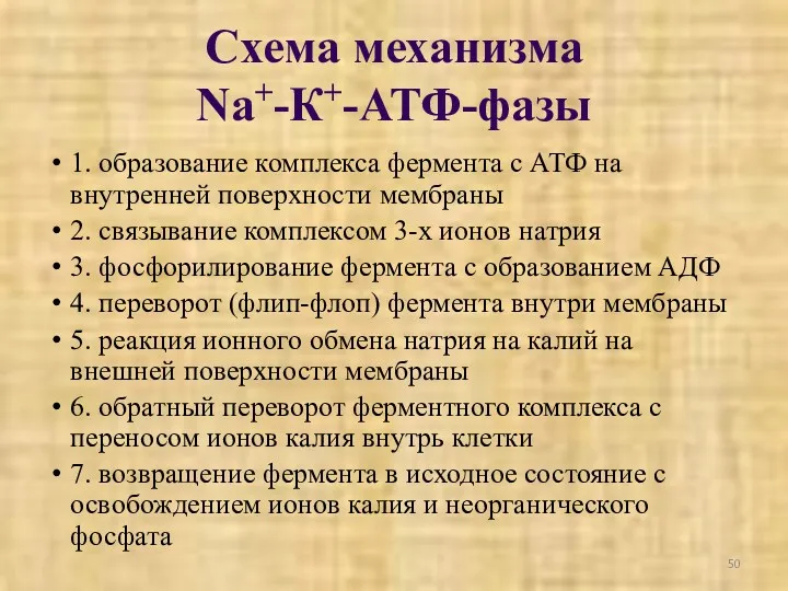 1. образование комплекса фермента с АТФ на внутренней поверхности мембраны