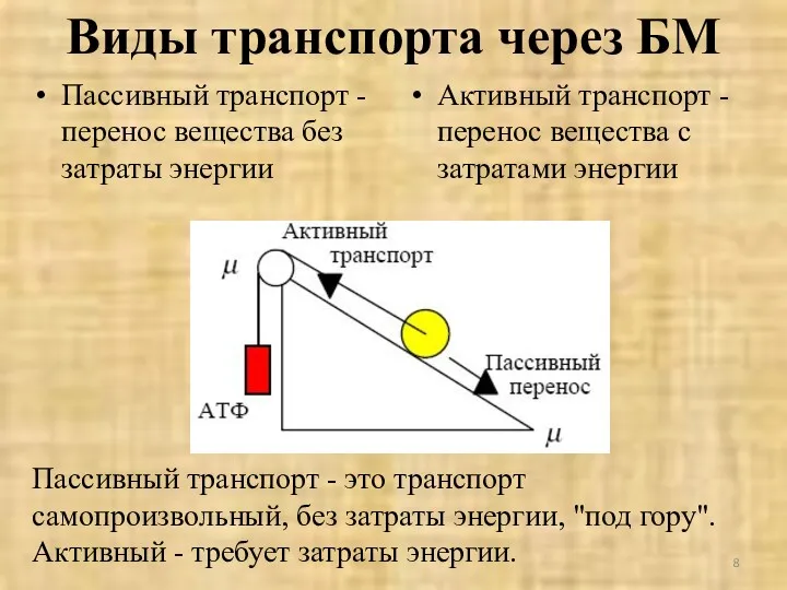 Виды транспорта через БМ Пассивный транспорт - перенос вещества без