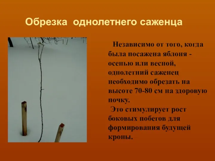 Обрезка однолетнего саженца Независимо от того, когда была посажена яблоня