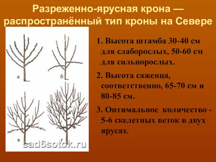 Разреженно-ярусная крона — распространённый тип кроны на Севере а 1.