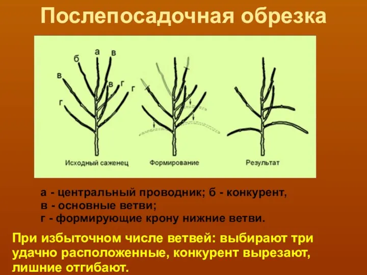 Послепосадочная обрезка а - центральный проводник; б - конкурент, в