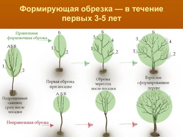 Формирующая обрезка — в течение первых 3-5 лет