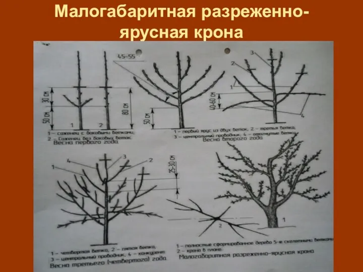 Малогабаритная разреженно-ярусная крона