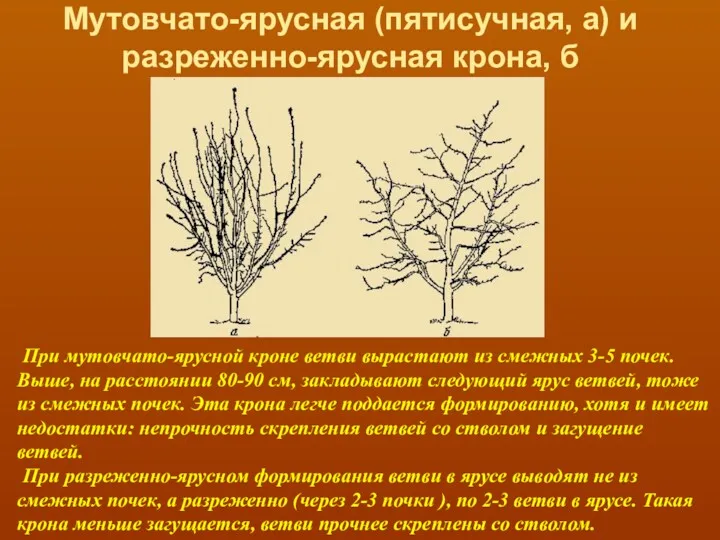 При мутовчато-ярусной кроне ветви вырастают из смежных 3-5 почек. Выше,