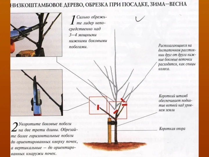 Плодоношение на плодовых прутиках