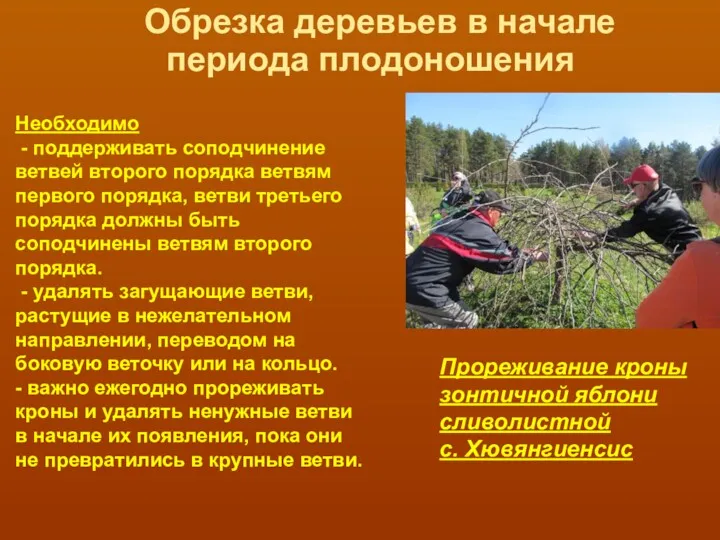 Обрезка деревьев в начале периода плодоношения Необходимо - поддерживать соподчинение