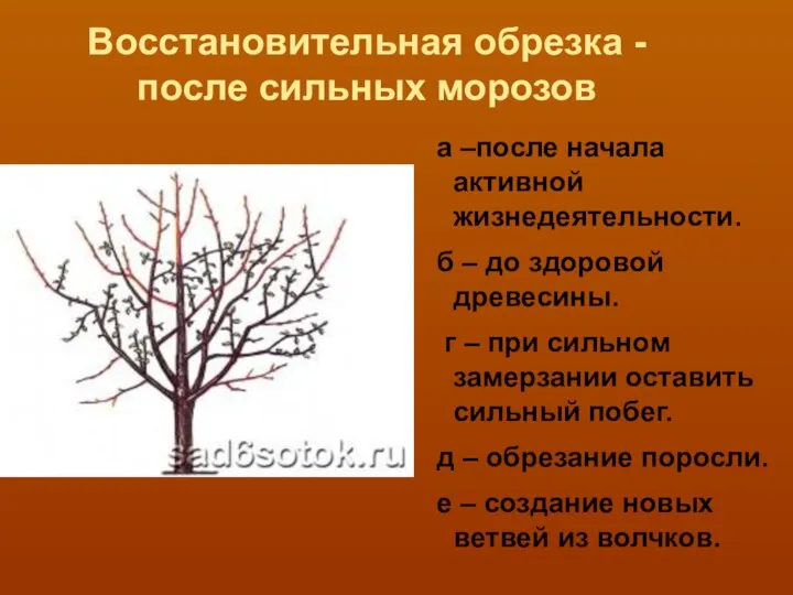 Восстановительная обрезка - после сильных морозов а –после начала активной