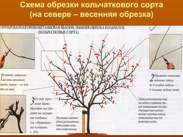 Схема обрезки кольчаткового сорта (на севере – весенняя обрезка)