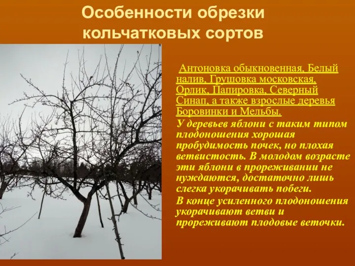 Особенности обрезки кольчатковых сортов Антоновка обыкновенная, Белый налив, Грушовка московская,