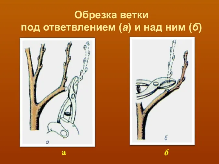 Обрезка ветки под ответвлением (а) и над ним (б) а б