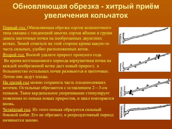 Обновляющая обрезка - хитрый приём увеличения кольчаток Первый год. Обновляющая