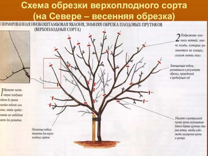 Схема обрезки верхоплодного сорта (на Севере – весенняя обрезка)