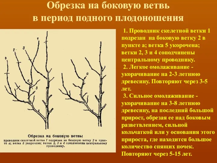 Обрезка на боковую ветвь в период подного плодоношения 1. Проводник