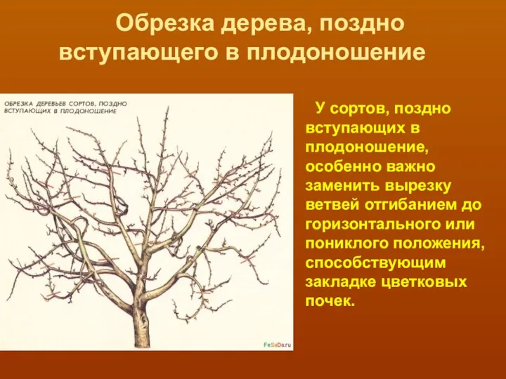 Обрезка дерева, поздно вступающего в плодоношение У сортов, поздно вступающих