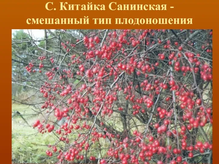 С. Китайка Санинская - смешанный тип плодоношения