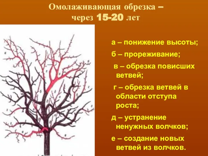 Омолаживающая обрезка – через 15-20 лет а – понижение высоты;