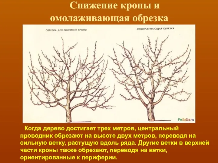 Снижение кроны и омолаживающая обрезка Когда дерево достигает трех метров,