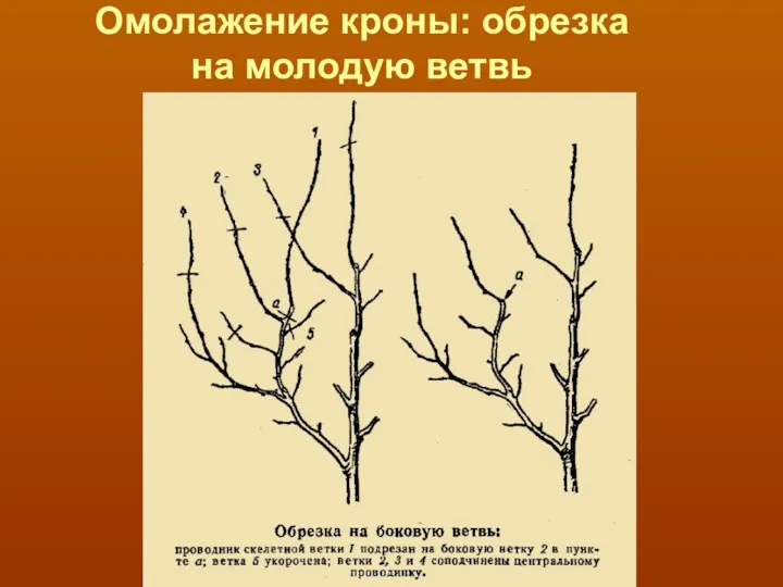 Омолажение кроны: обрезка на молодую ветвь