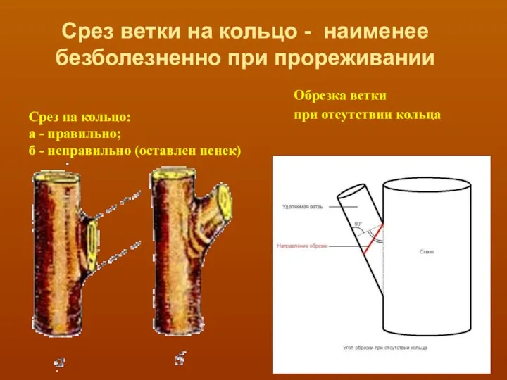 Срез на кольцо: а - правильно; б - неправильно (оставлен