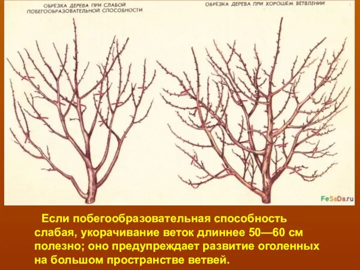 Если побегообразовательная способность слабая, укорачивание веток длиннее 50—60 см полезно;