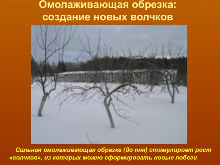 Омолаживающая обрезка: создание новых волчков Сильная омолаживающая обрезка (до пня)